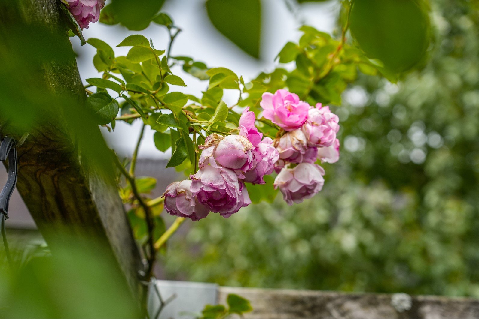 roze bloemen