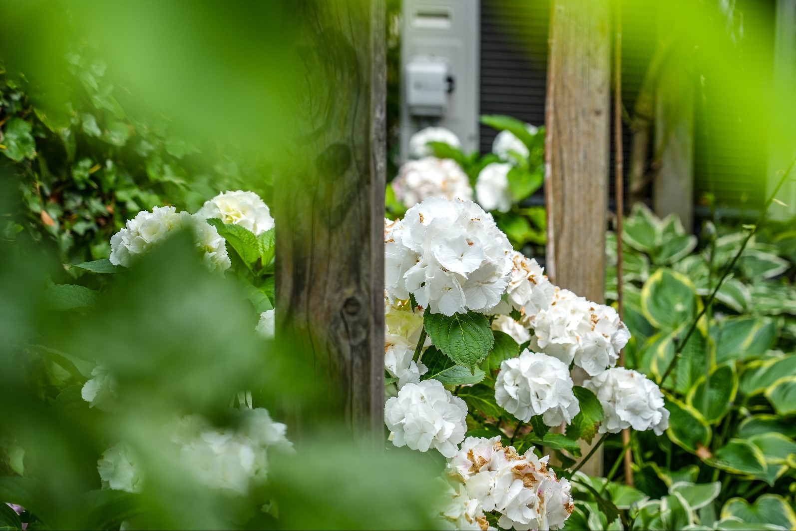 witte rozen