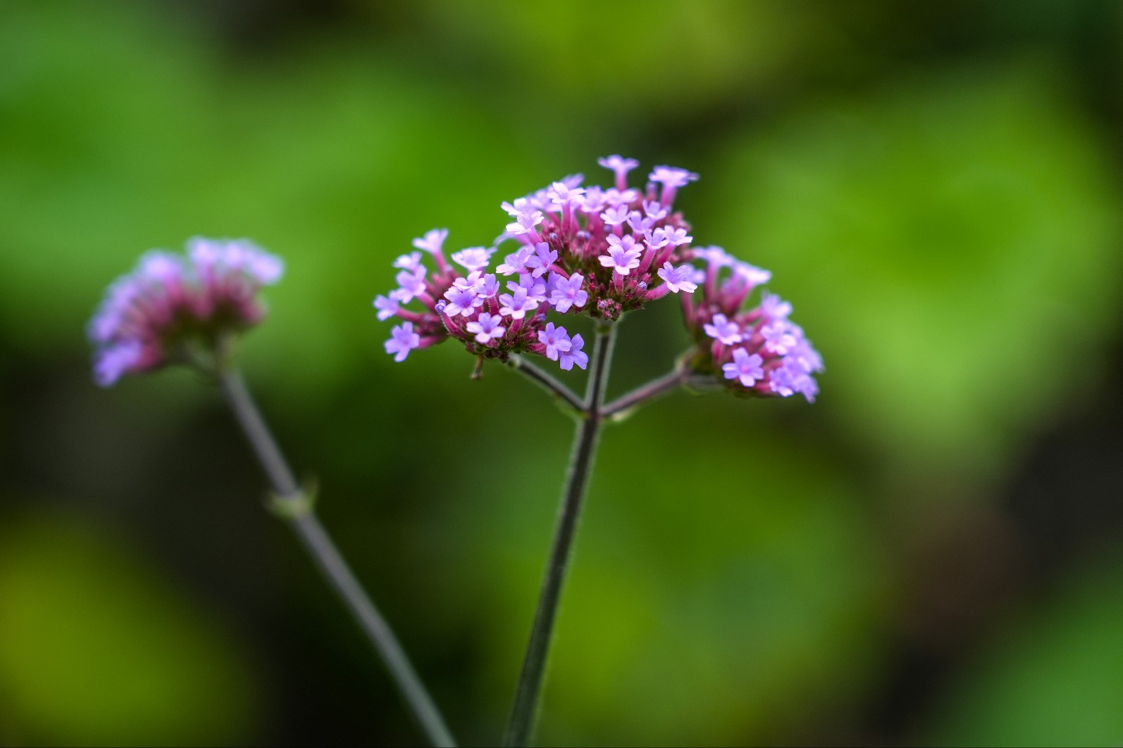 roze bloem