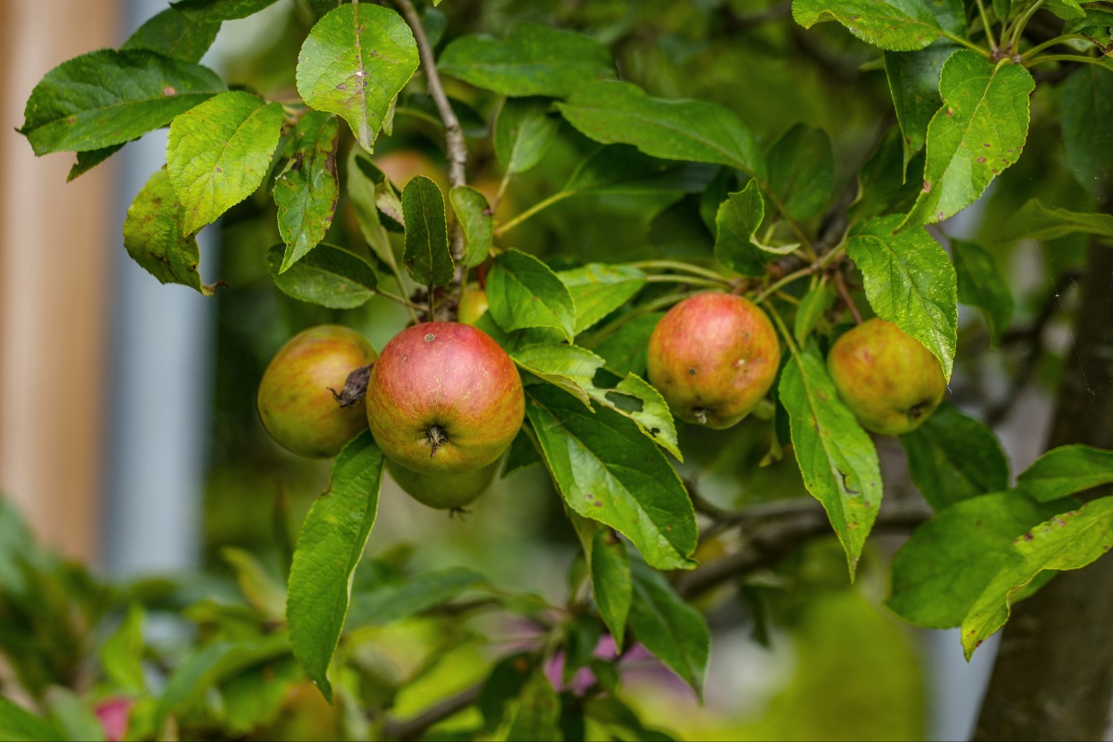 appelboom