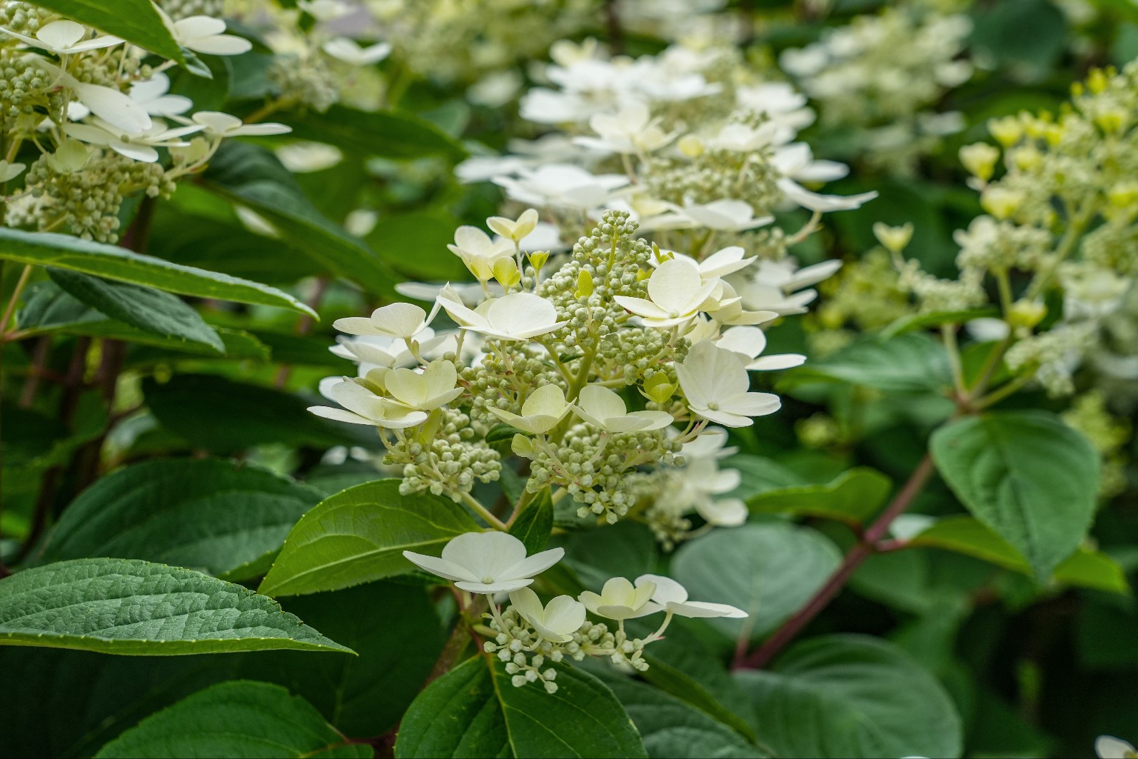 witte bloemen