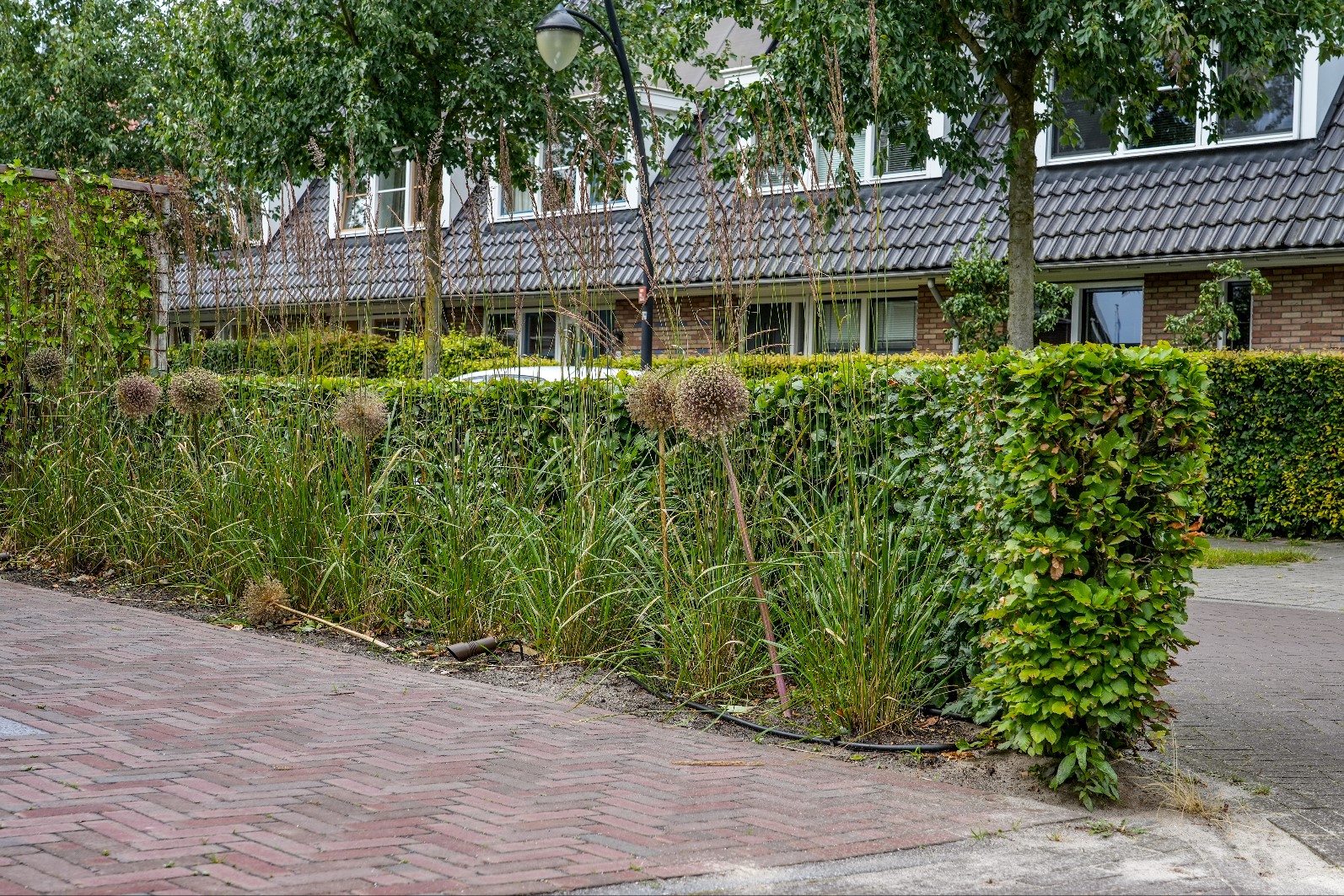 beukenhaag
