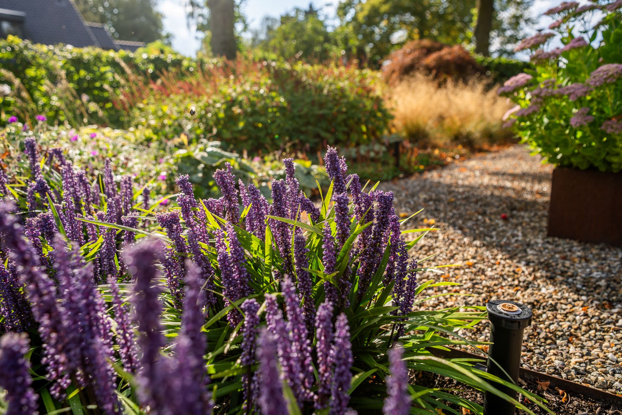 paarse bloemen in tuin