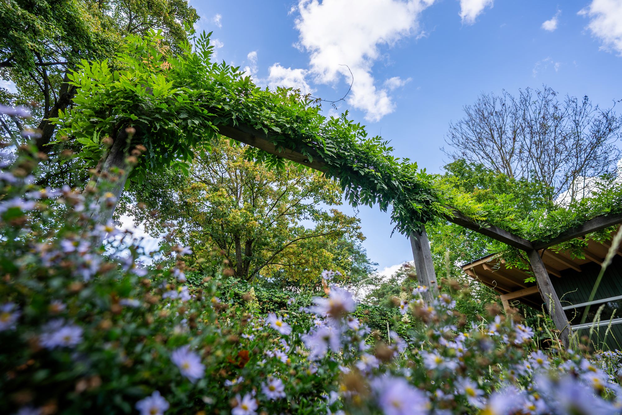 bloemen in villatuin