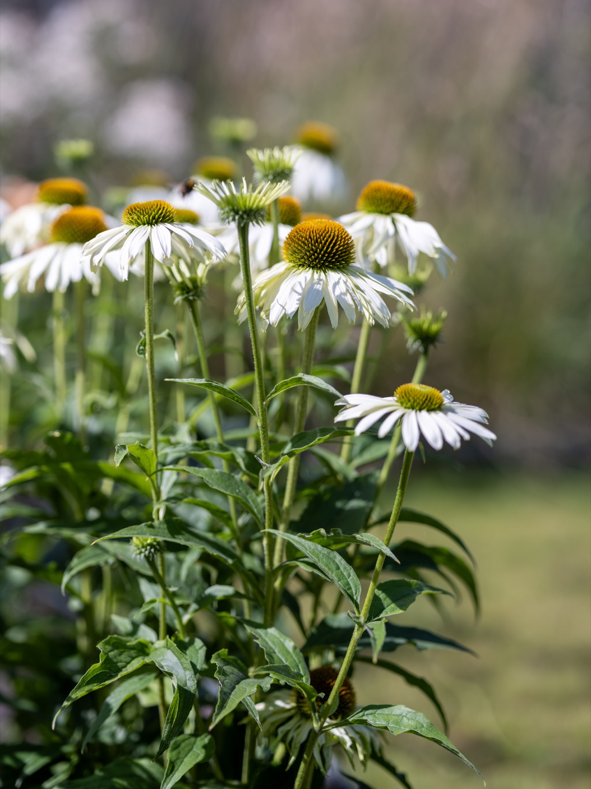 luxe tuinbeplanting 