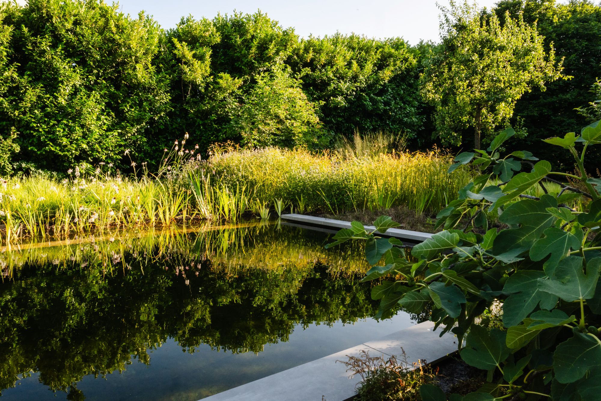 natuurlijke zwemvijver