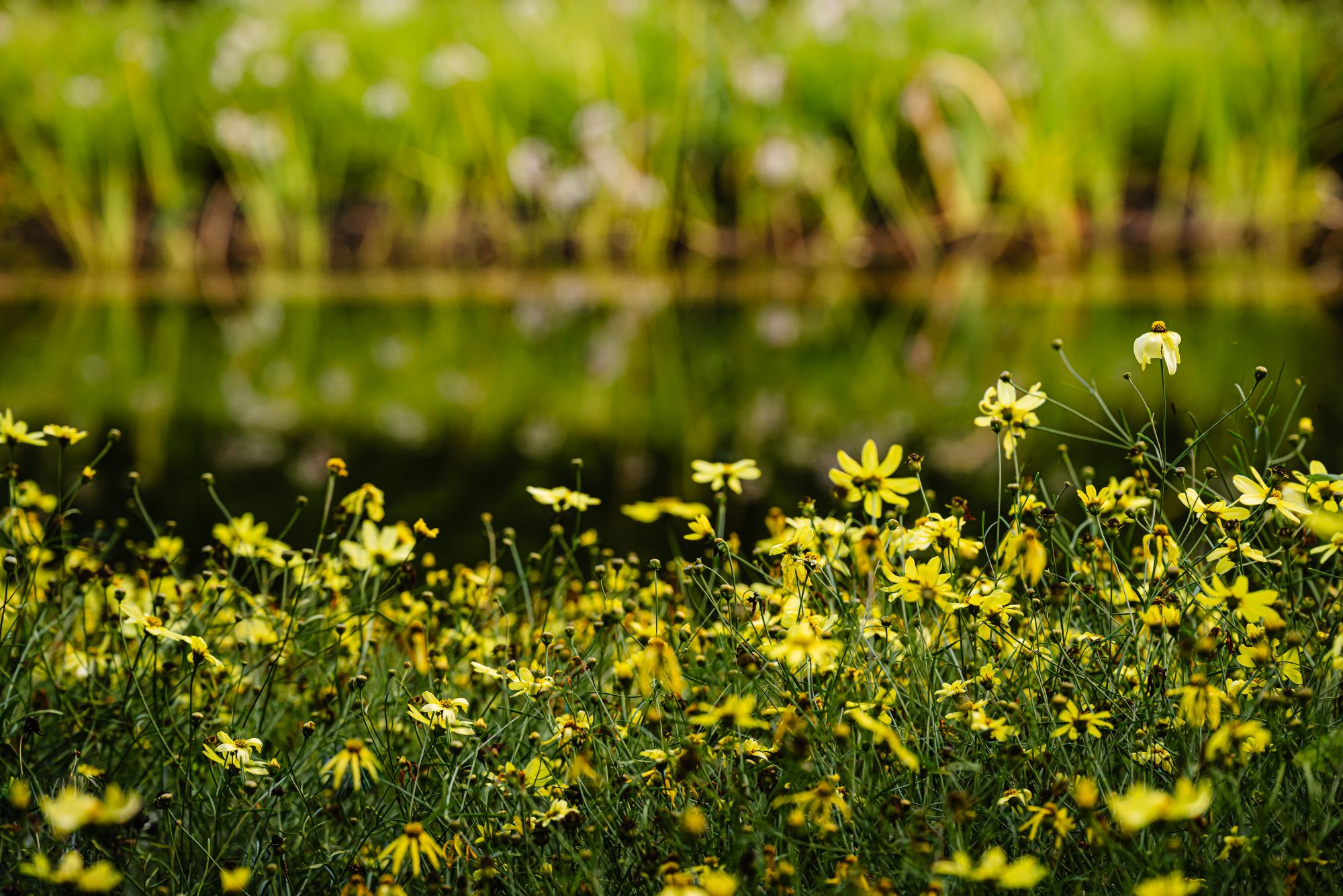 bloemetjes