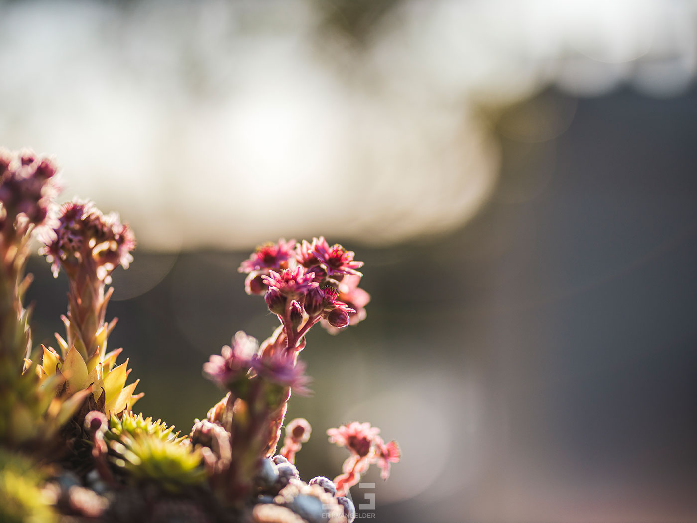 bloem op dakterras