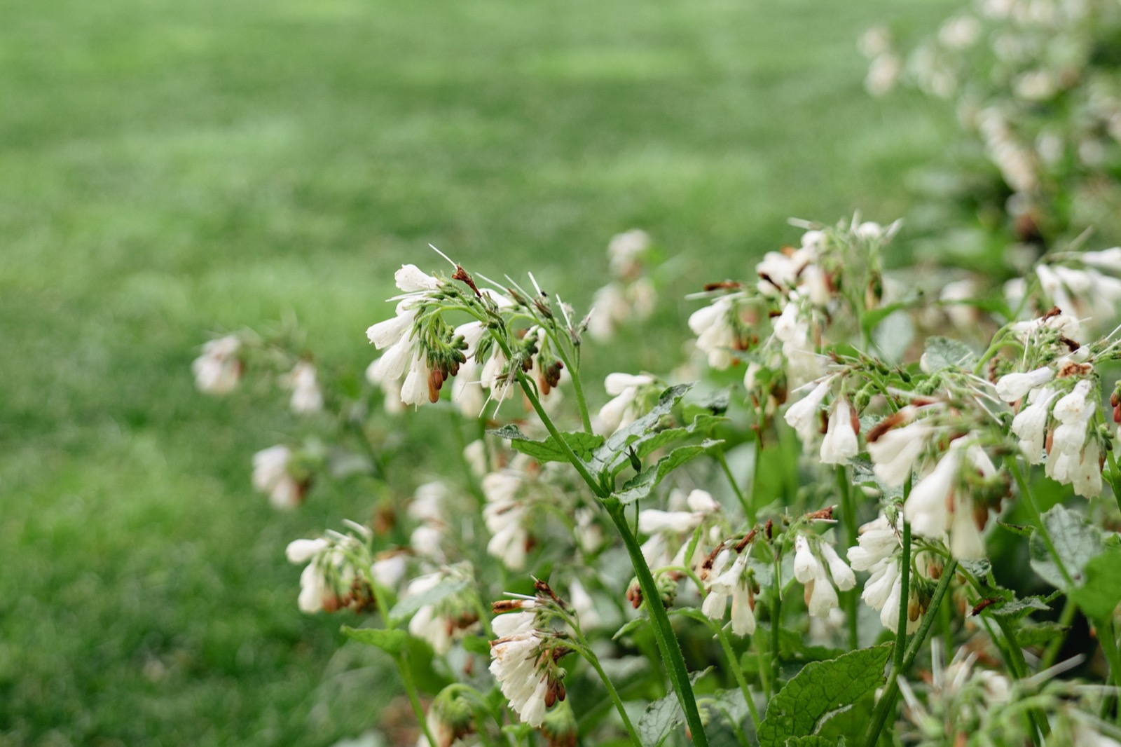 tuin met luxe bloemen