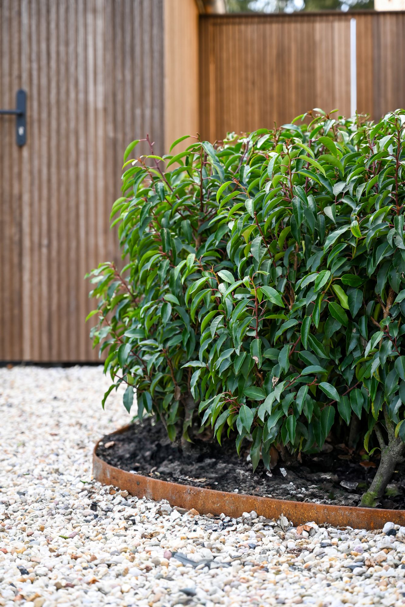 luxe tuinbeplanting