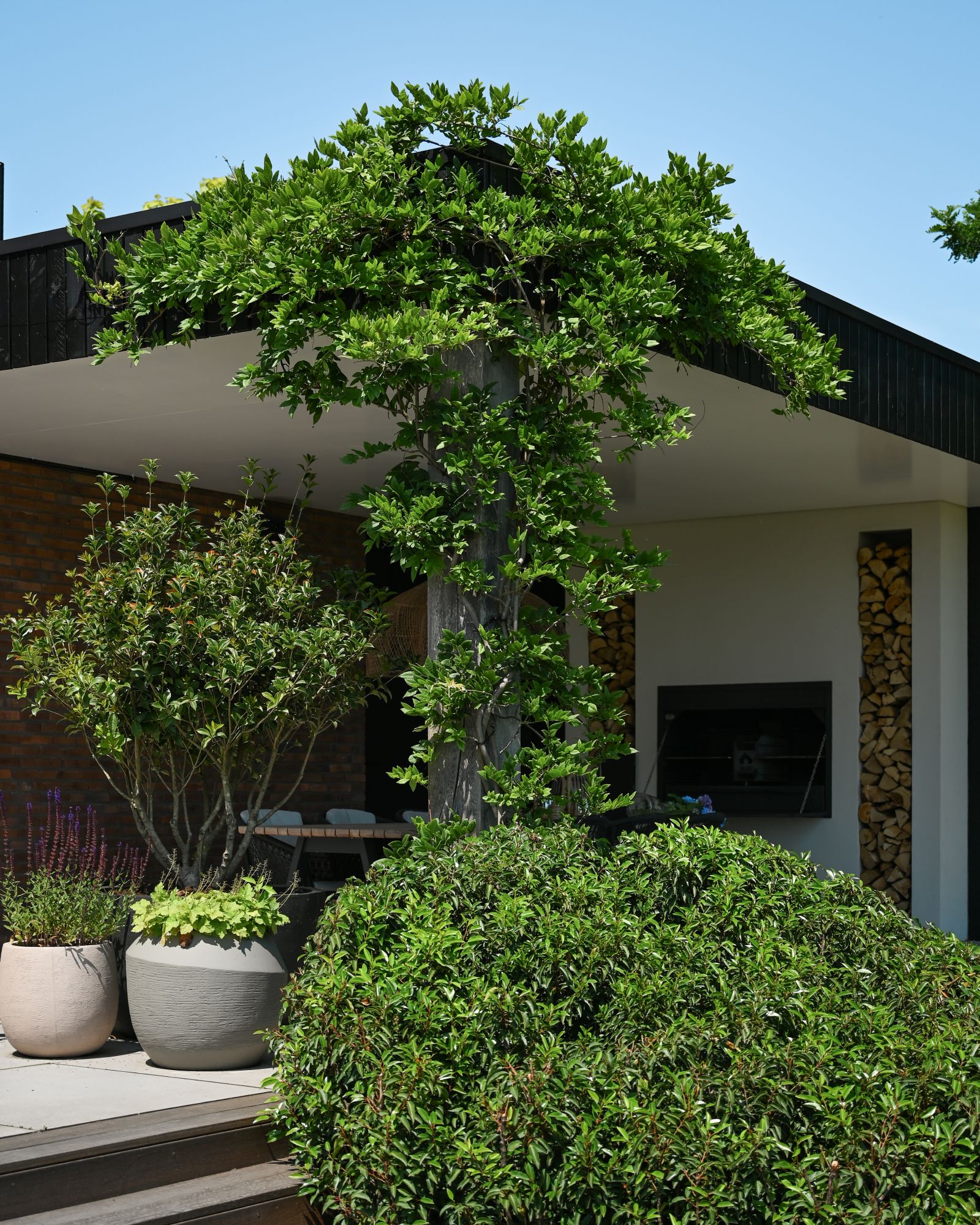 klimop in tuin