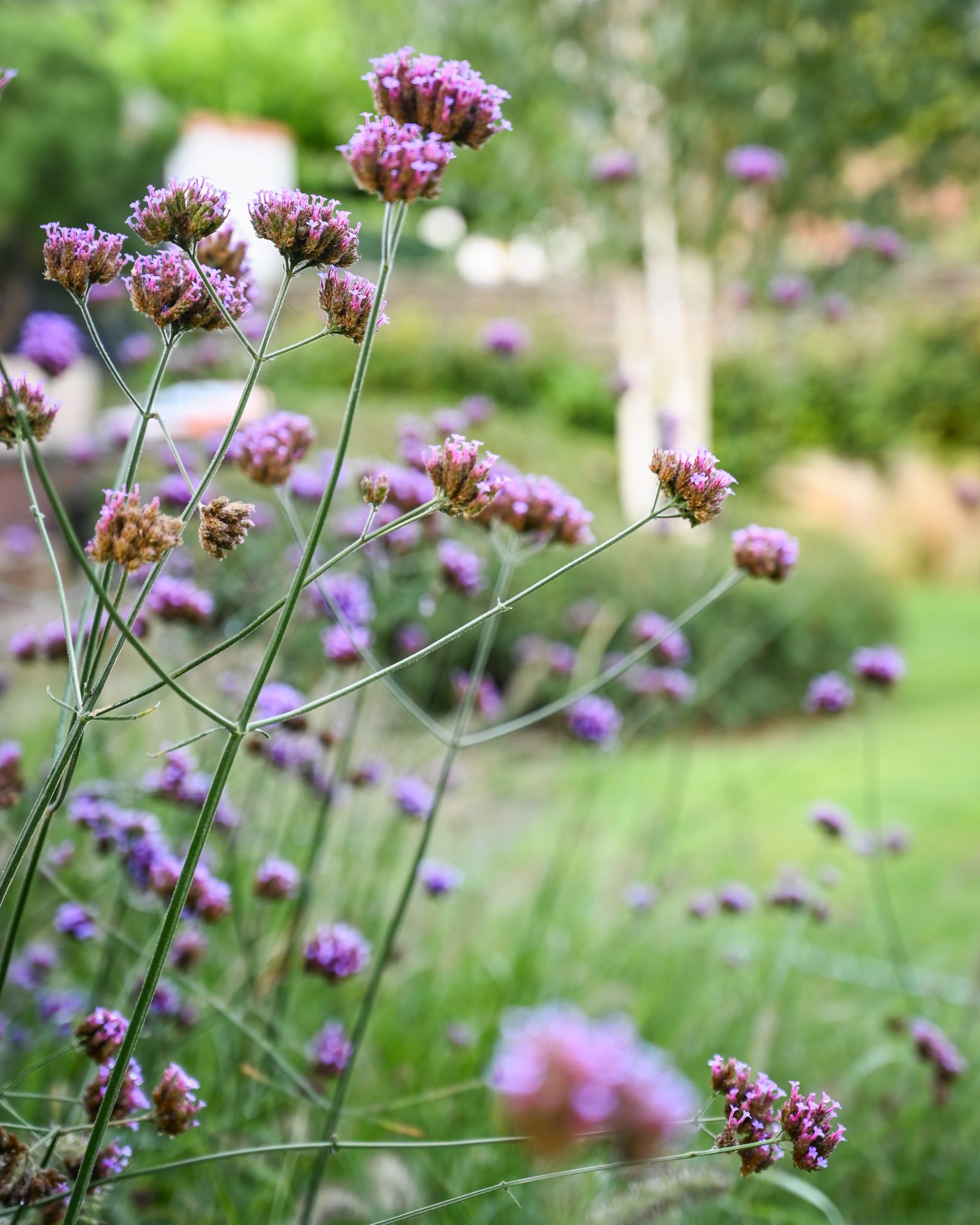 bloemen