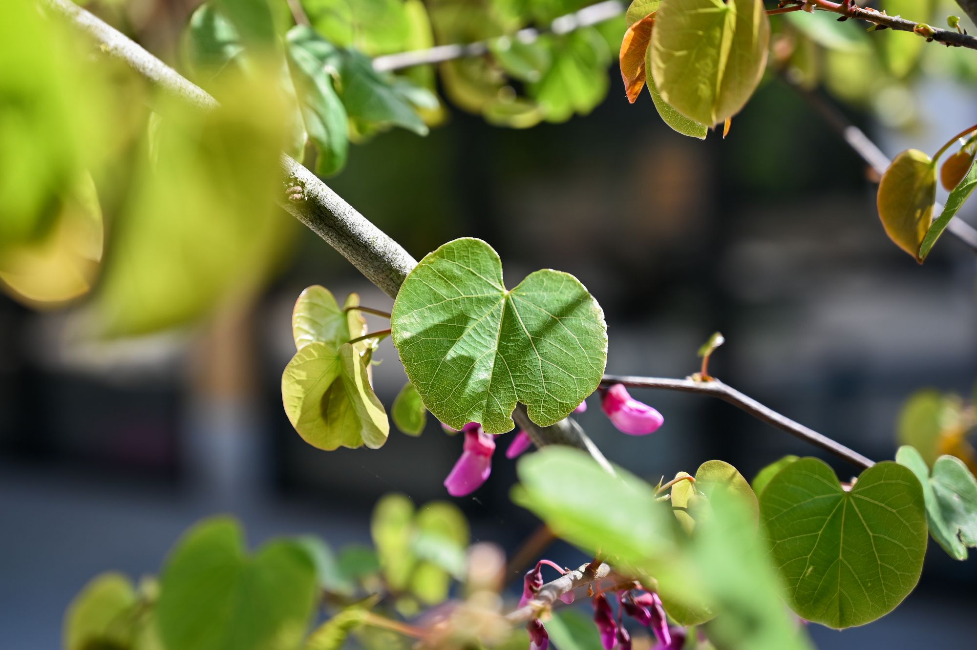 groene tuin