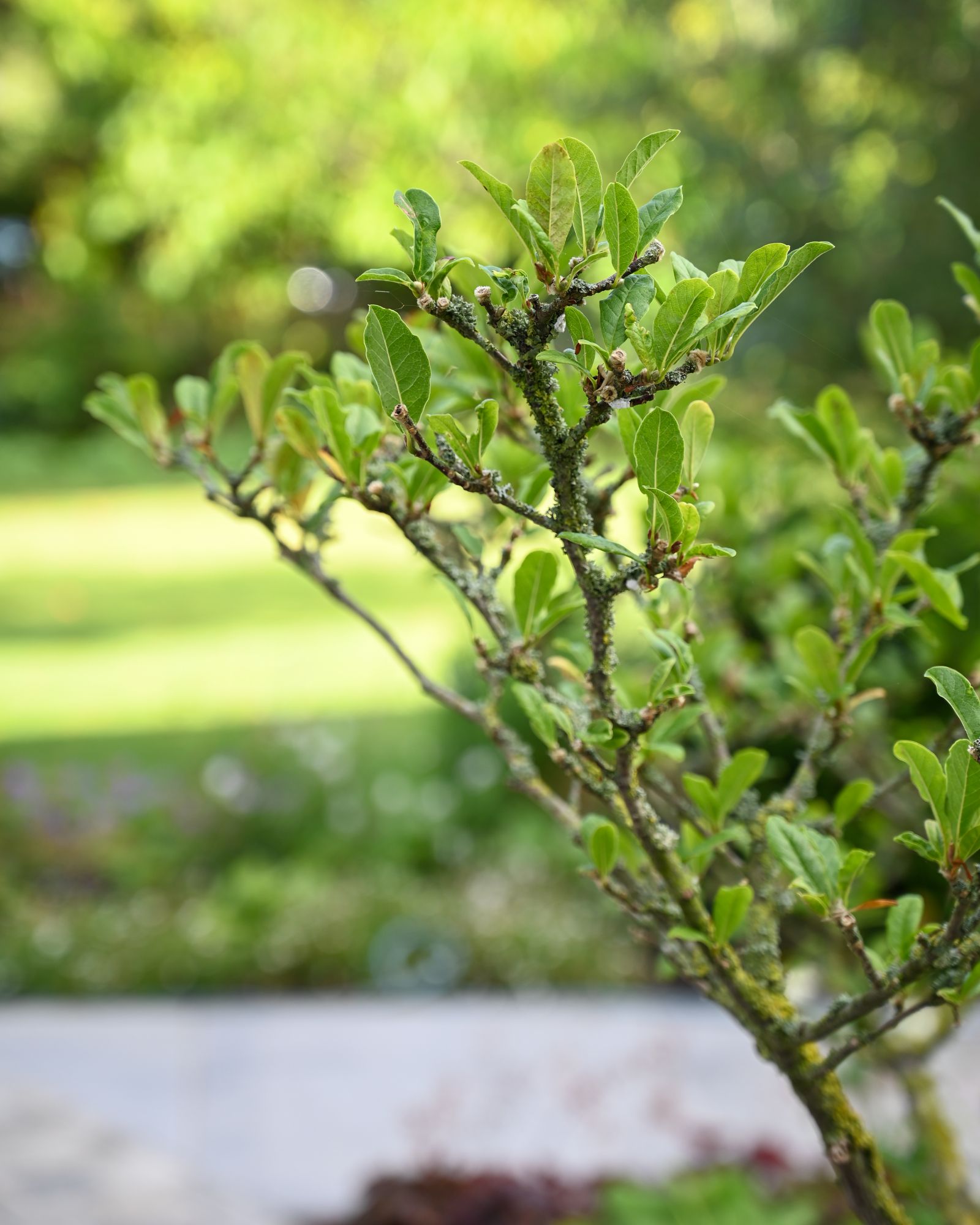 groen in tuin