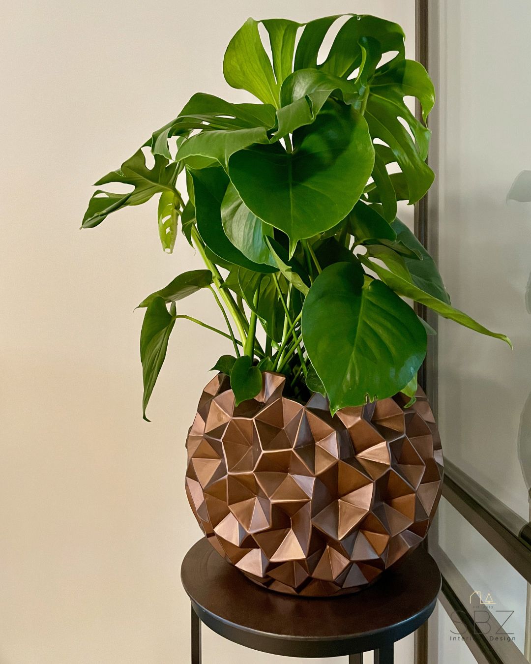 kamerplant