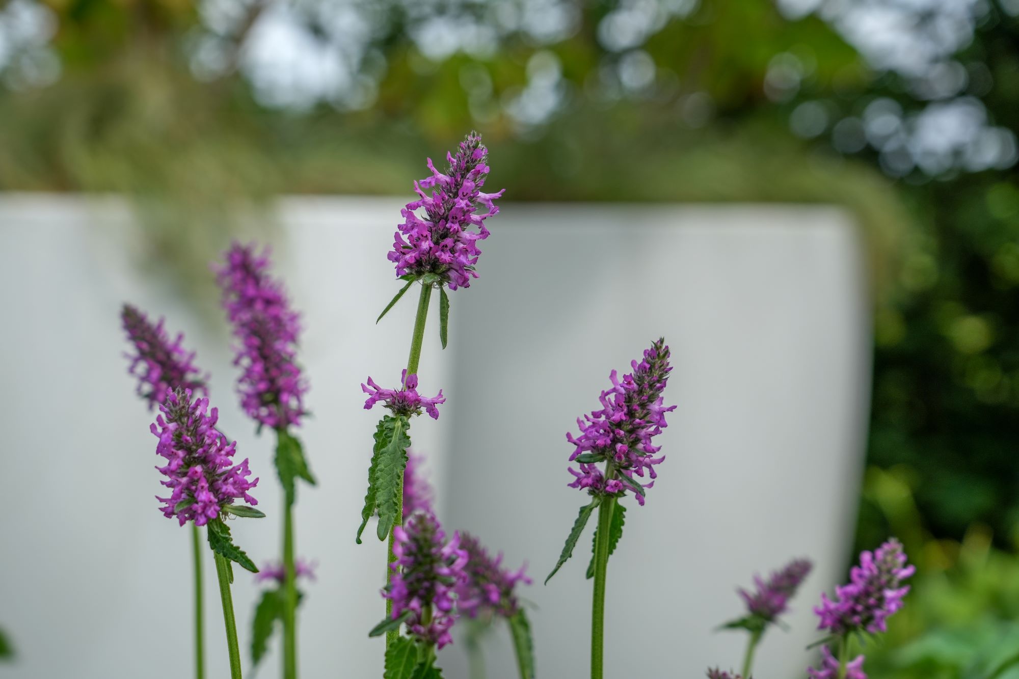 paarse bloemen