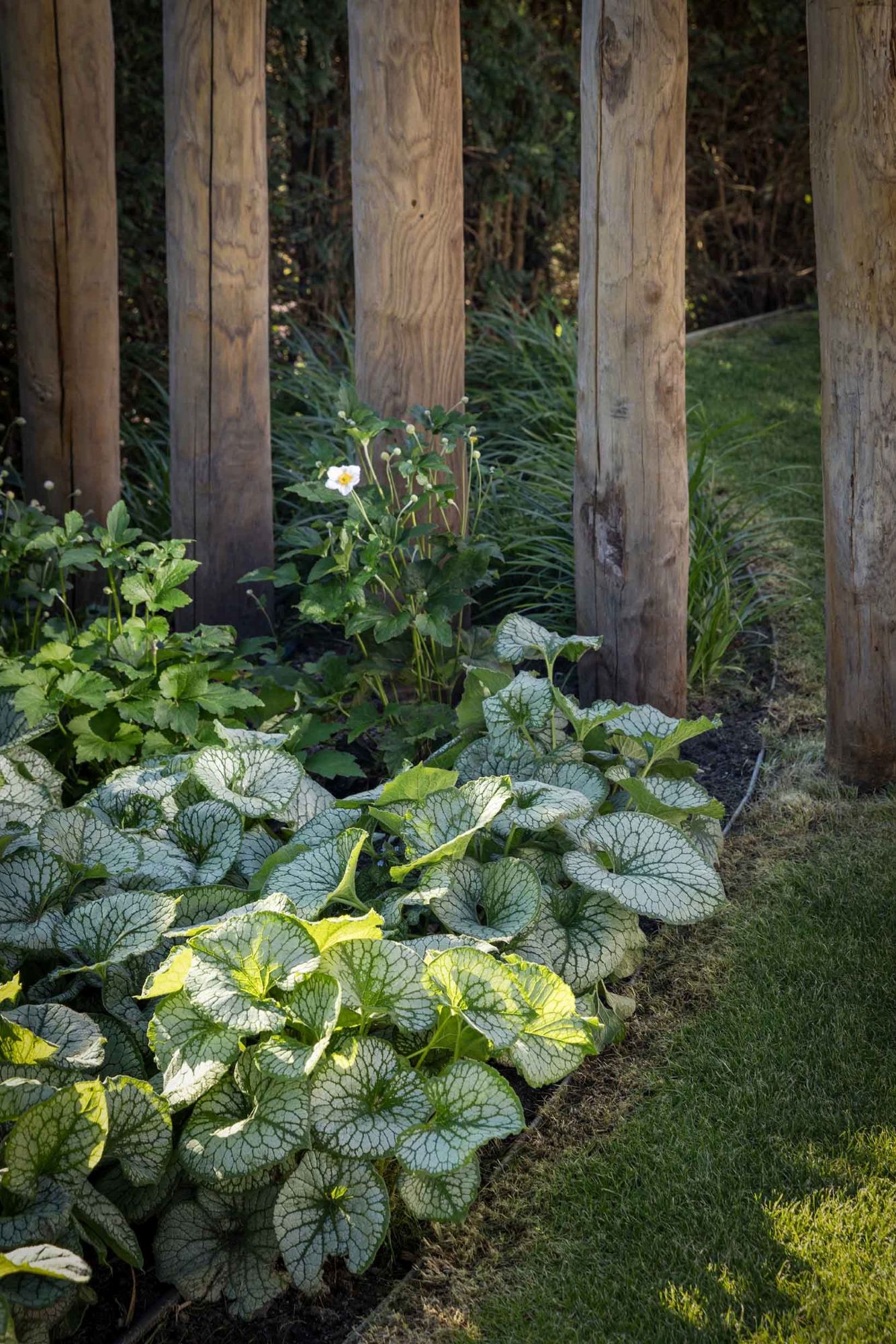 beplanting tuin