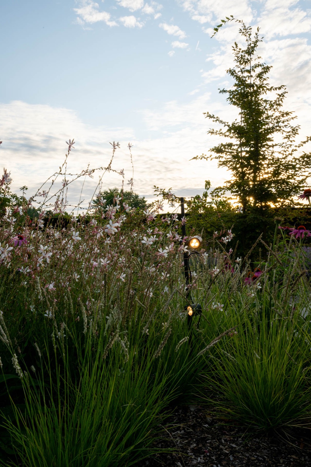 tuin met beplanting