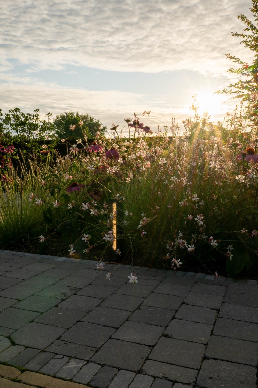 diverse bloemen in tuin