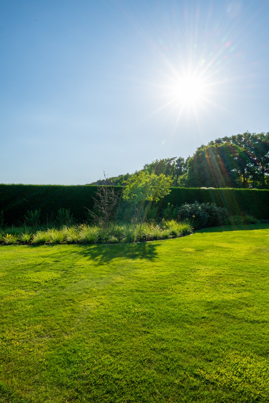 tuin met beplanting