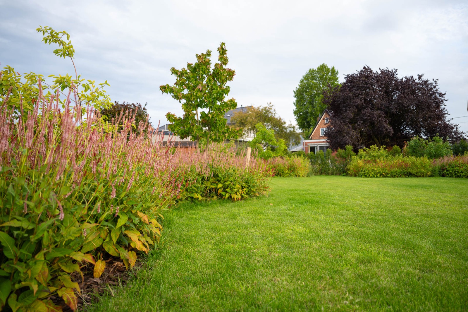 groene tuin met grassen