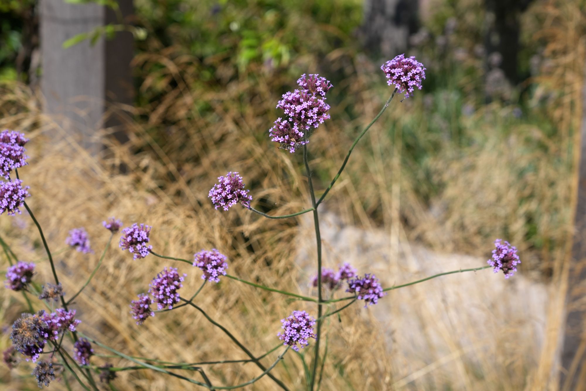 tuinbeplanting