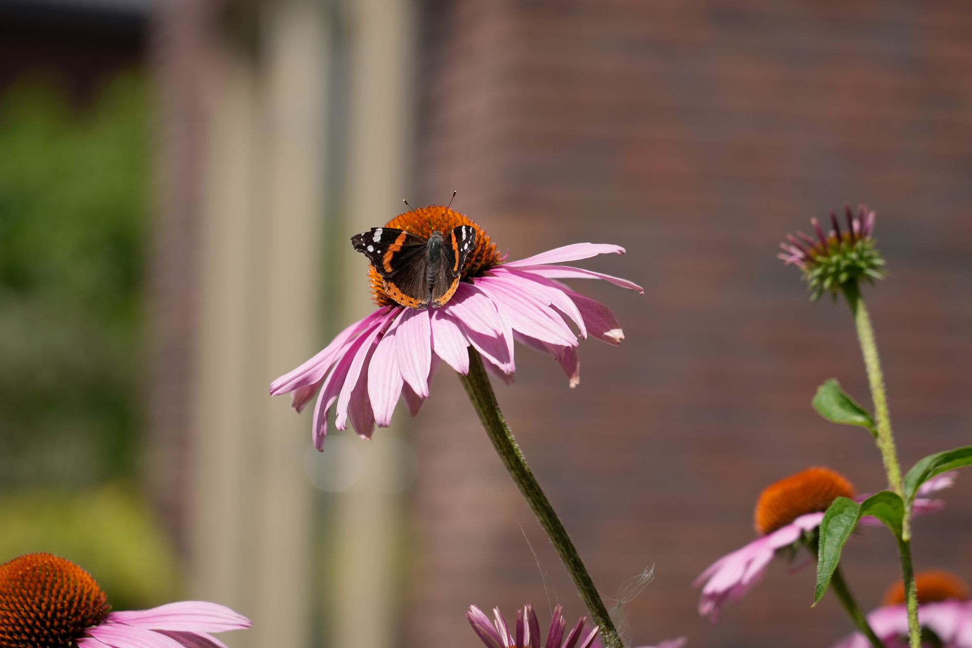 roze bloemen