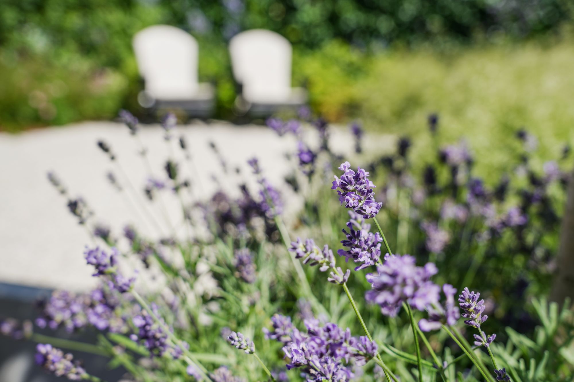 lavendel