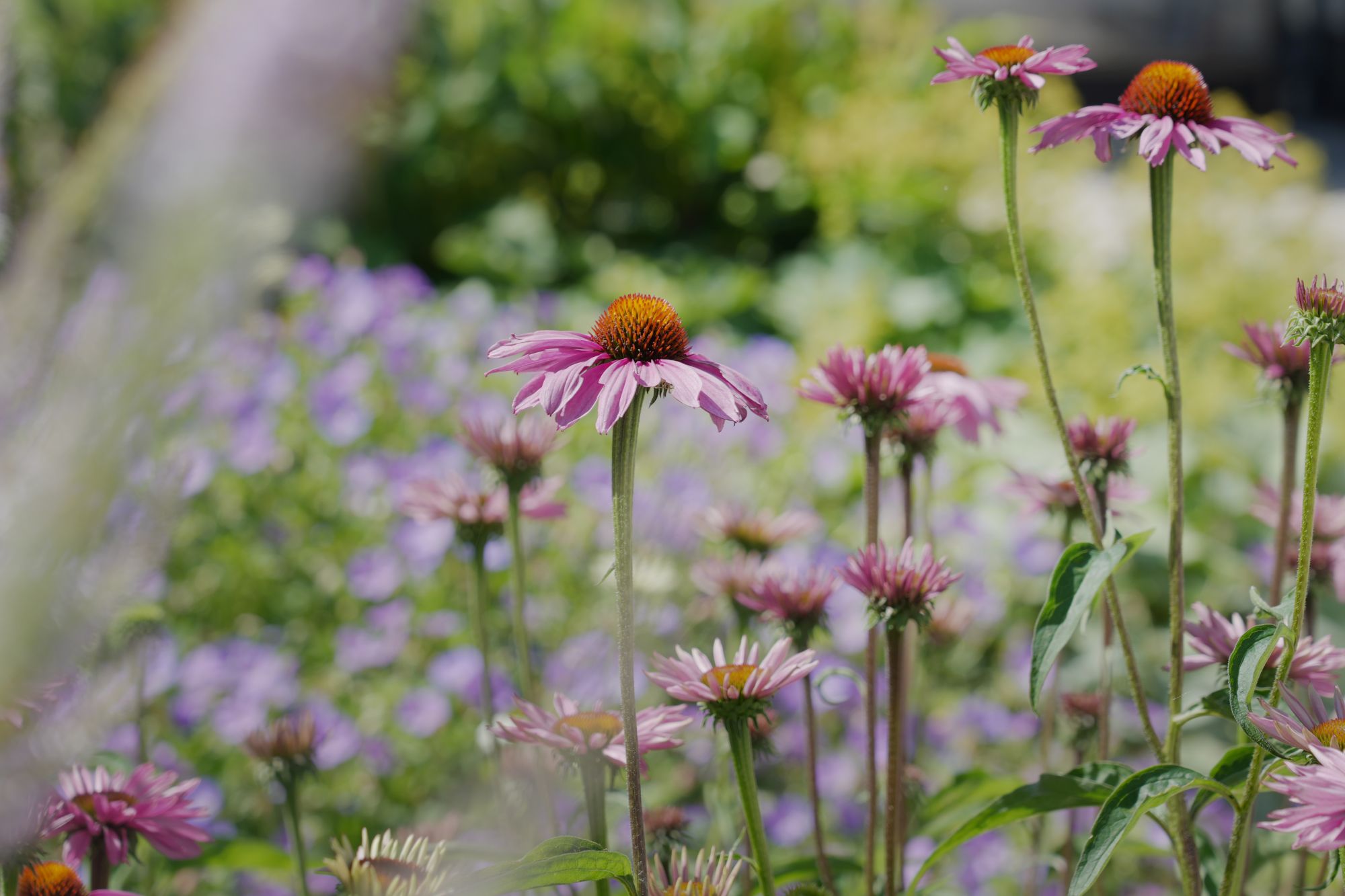 bloemen